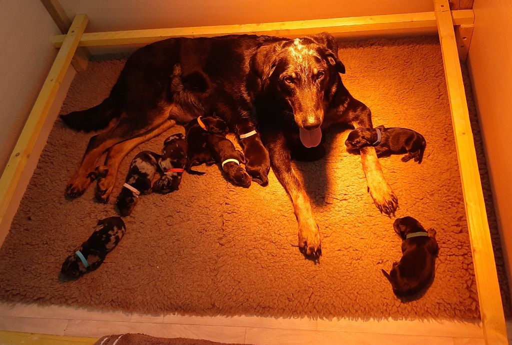 chiot Berger de Beauce Du Jardin De Rupie