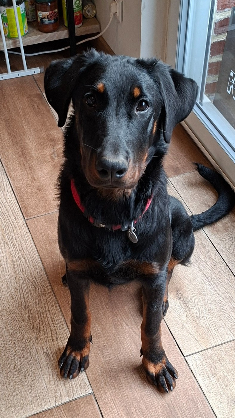 Austine Du Looberghois