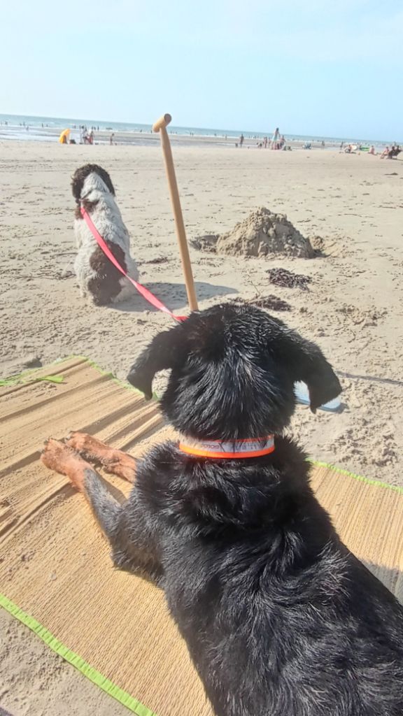 Rubie et Tequila en vacances à la mer