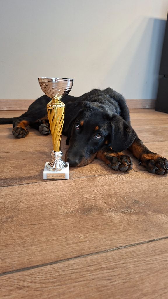 Journée Beauceronne de Gravelines
