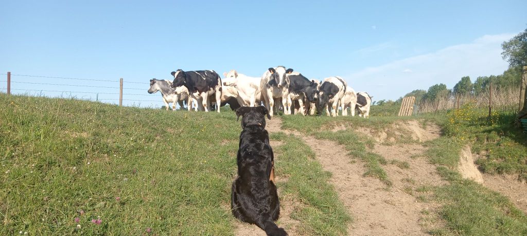 Petit tour au troupeau avec Rubie